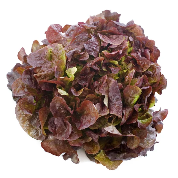 Kırmızı salata — Stok fotoğraf