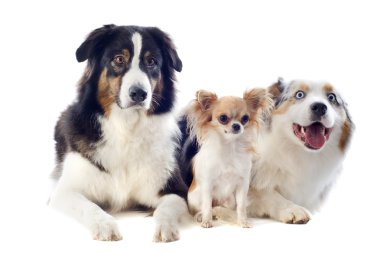 Australian shepherds and chihuahua clipart