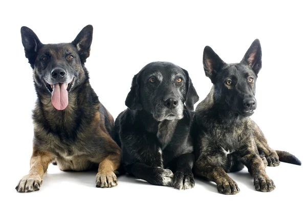 สามสุนัข — ภาพถ่ายสต็อก