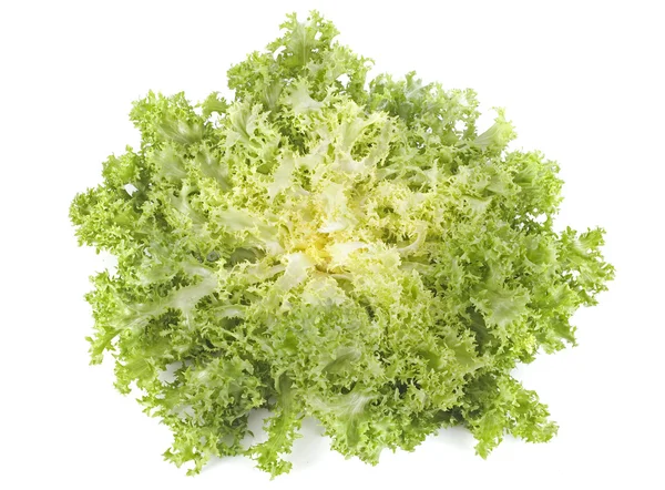 Frisee hindiba hindiba salatası — Stok fotoğraf