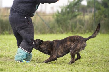 Biting Holland Shepherd clipart