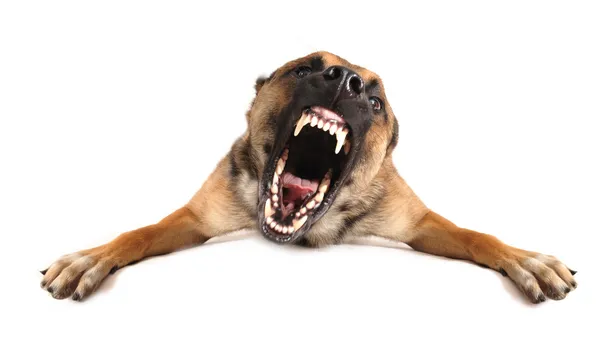 Schlechter Hund — Stockfoto