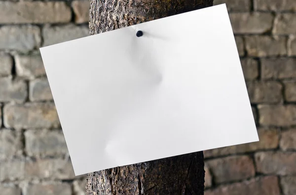 Paper on tree — Stock Photo, Image