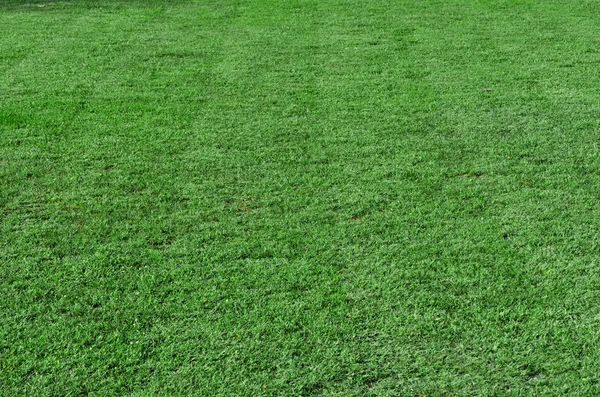 Piękna zielona trawa — Zdjęcie stockowe