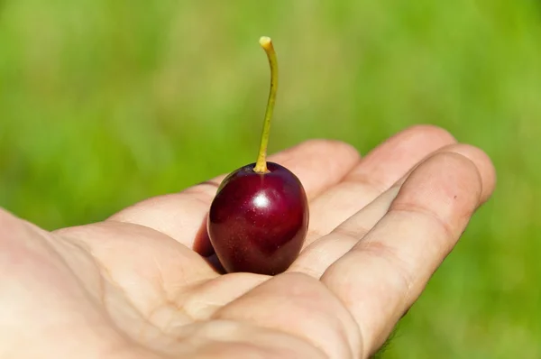 Freshly picked cherries — Stock Photo, Image