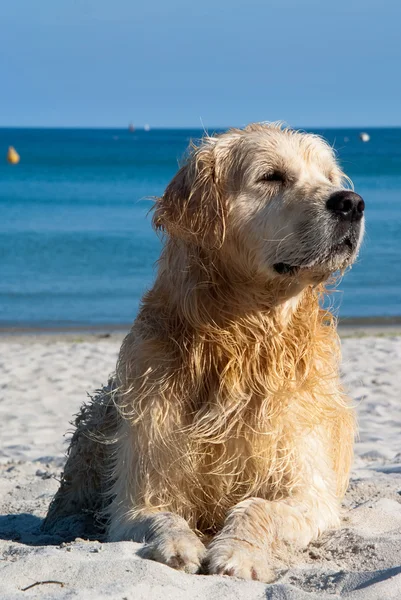 Golden Retriever on the beach — Stock Photo, Image