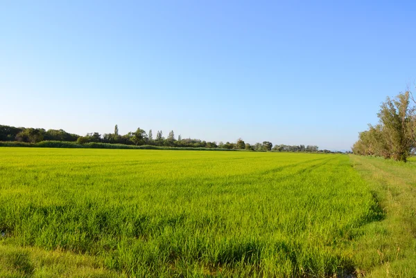 Camargue, pirinç tarlaları — Stok fotoğraf