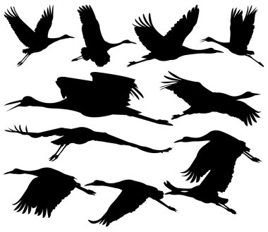 Sandhill cranes silhouettes clipart