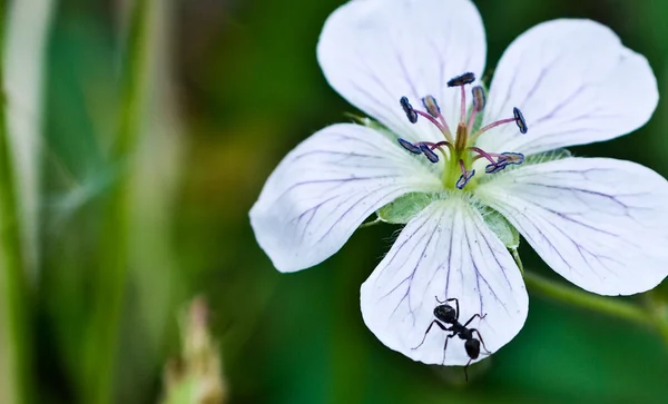 çiçek makro fotoğraf ile karınca