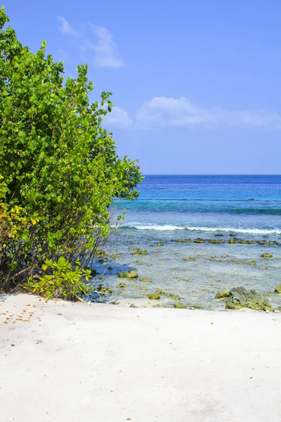 Tropical beach i Maldiverna — Stockfoto