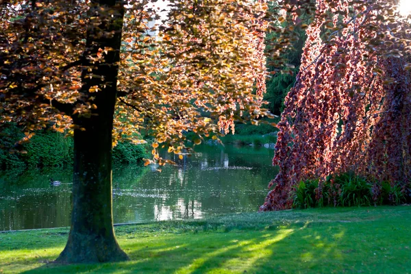 stock image Summer sunset in a park