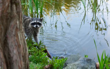 Racoon göl üzerinde fırça içinde.