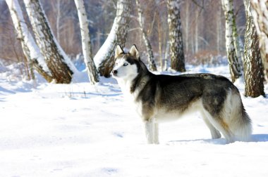 Chukchi husky breed dog on winter background clipart