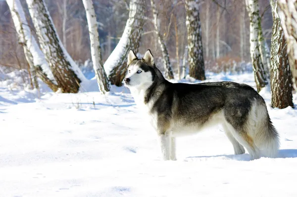 Chukchi cão de raça husky no fundo de inverno — Fotografia de Stock