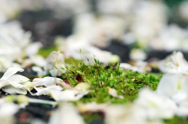 Квіти Акації на стіні зеленого моху — стокове фото