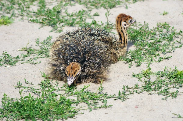 A little ostrichs on the sand ostrich farm — Stock Photo, Image