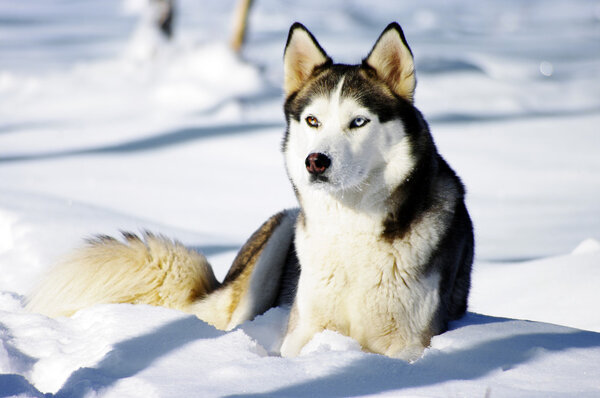Чукчи Хаски породы собак на зимнем фоне
