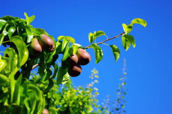 stock image Pears on the tree over blue sky