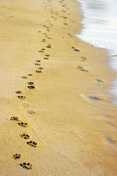 Un cagnolino e il suo compagno umano hanno lasciato le loro impronte — Foto Stock