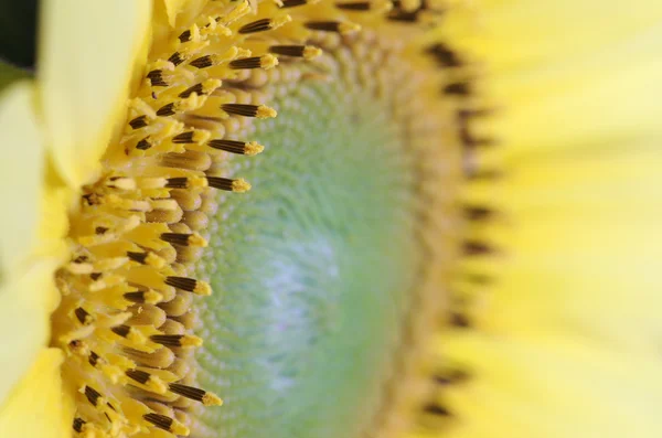 Sunflower Close-Up — Zdjęcie stockowe