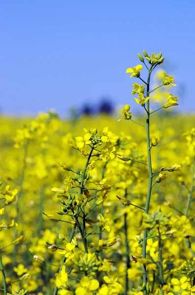 Rape field, canola crops on blue sky — Stock Photo, Image