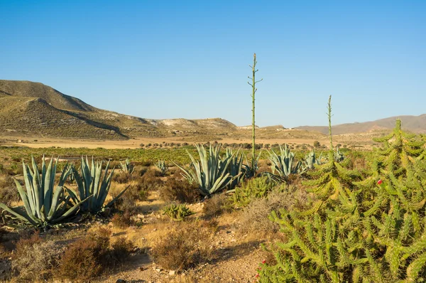 Peisaj deșert — Fotografie, imagine de stoc