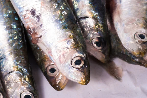 Fresh sardines — Stock Photo, Image