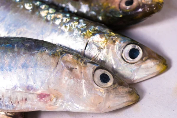 Rå sardiner — Stockfoto