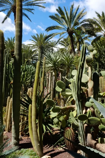 Kaktusy i palmy — Zdjęcie stockowe