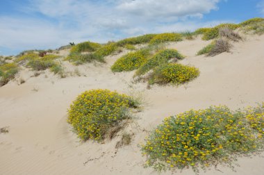 Dune vegetation clipart