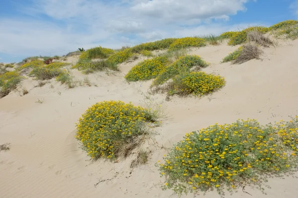 砂丘の植生 — ストック写真