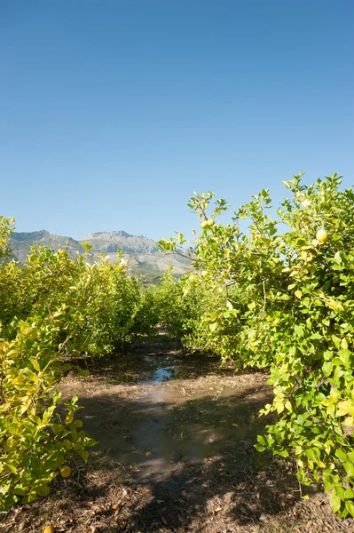 Watering a citrus plantation — Stock Photo, Image
