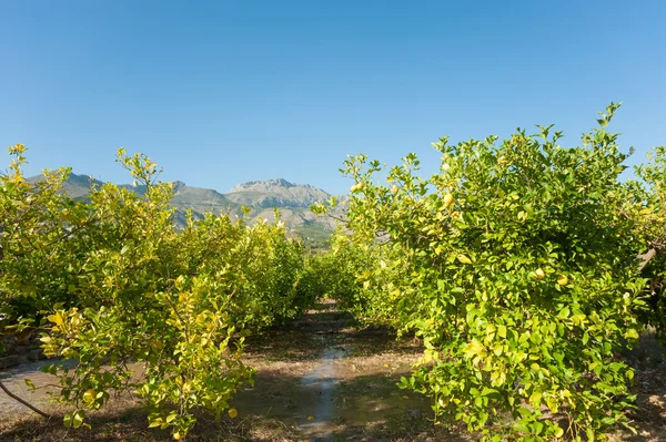 Irrigating a lemon plantation — Stock Photo, Image
