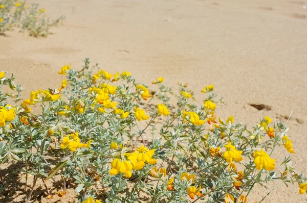 沙滩鲜花 — 图库照片