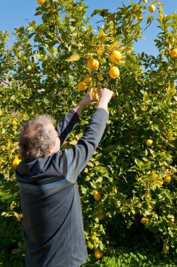 Picking lemons clipart