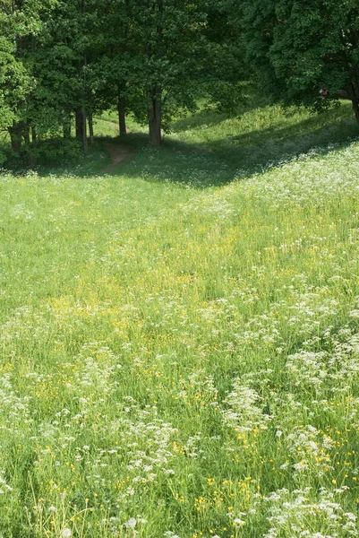 Slunečné pole s divokými květy — Stock fotografie