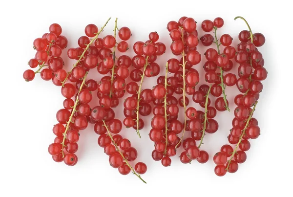 Red Currants on White — Stock Photo, Image