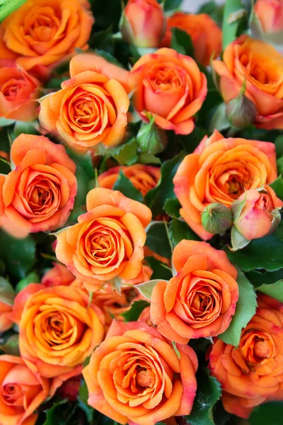 Apricot roses bouquet — Stock Photo, Image