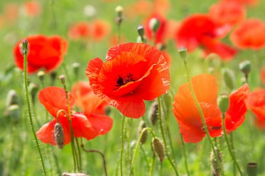 Some poppies on green field clipart