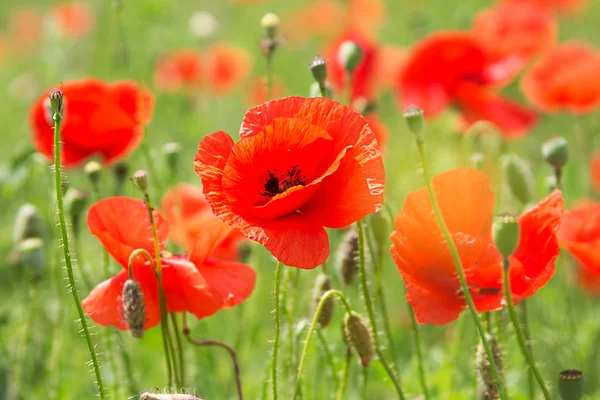 stock image Some poppies on green field