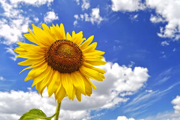 Flor do sol contra um céu azul — Fotografia de Stock