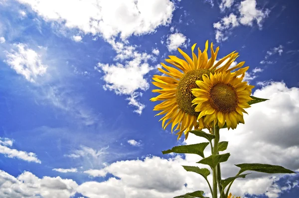 Sun flower mot en blå himmel — Stockfoto