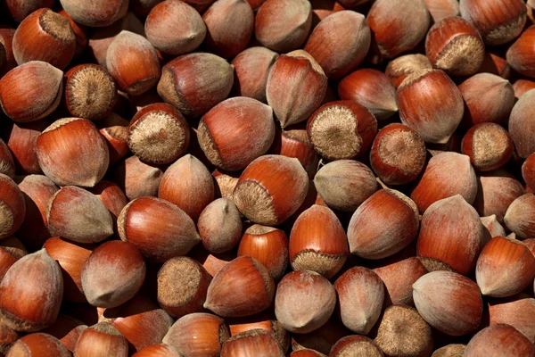 stock image Hazelnut