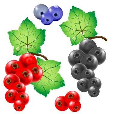 Currant clipart