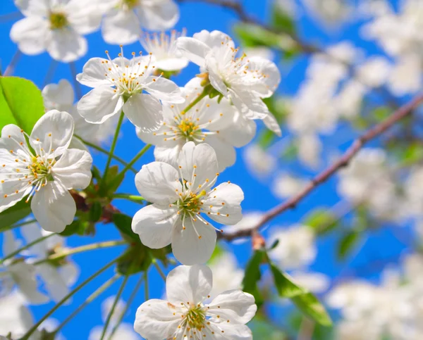 stock image Cherry blossoms