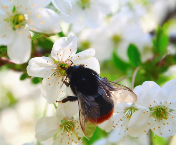 Bumblebee and cherry blossom — Stock Photo, Image