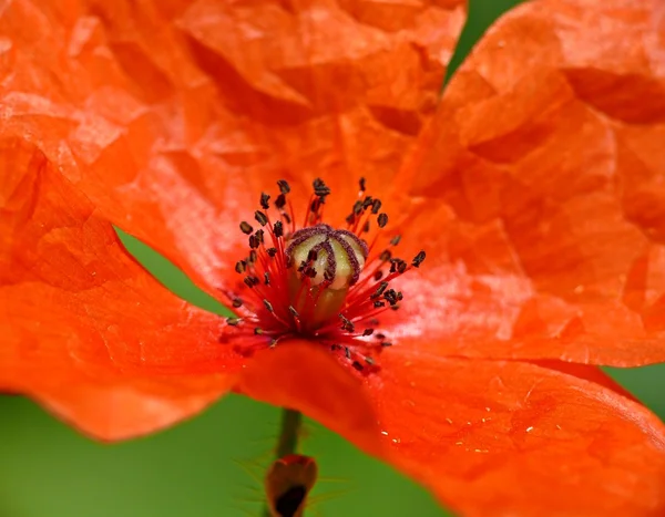 Gelincik çiçeği — Stok fotoğraf