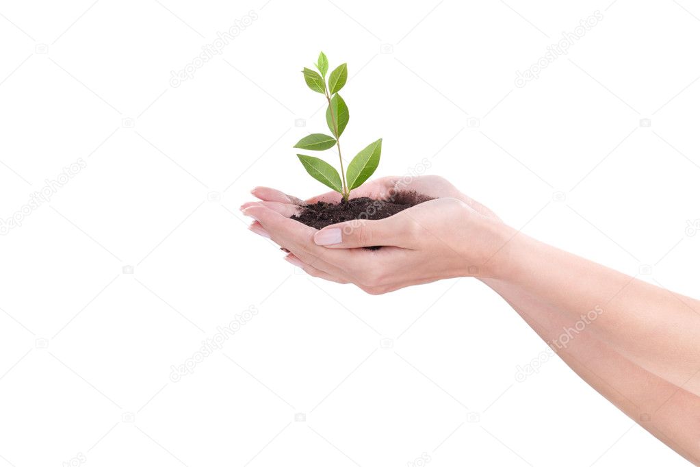 Plant in hands