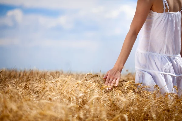Main de femme touchant du blé — Photo