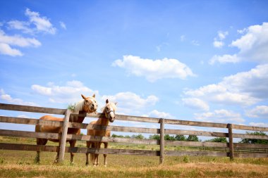 Two horses on fence clipart